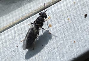 Black Soldier Flies: Essential Facts and Insights
