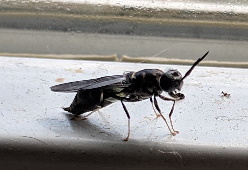What Do Black Soldier Flies Eat?