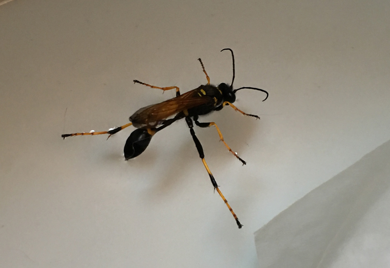 The Black and Yellow Mud Dauber: Nature’s Crafty Architect