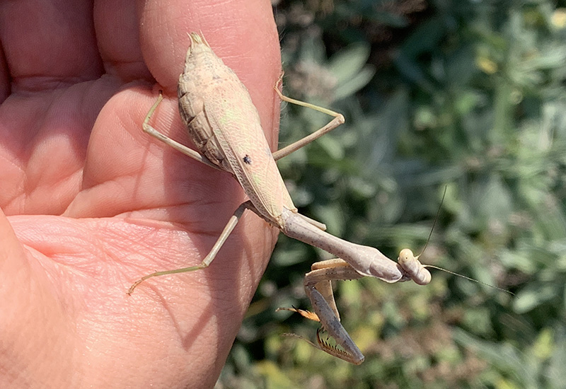 Carolina Mantis Life Cycle: A Fascinating Journey of Transformation