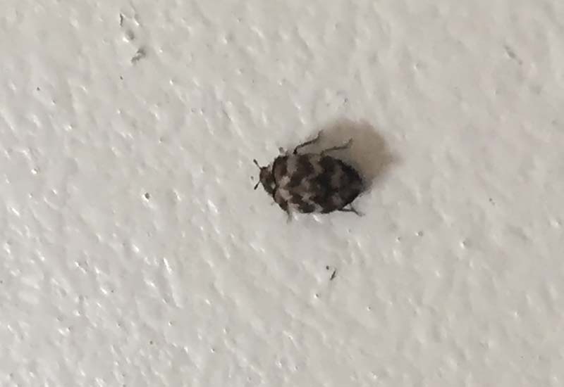 Carpet Beetle Life Cycle: Understanding Their Life Cycle for Control