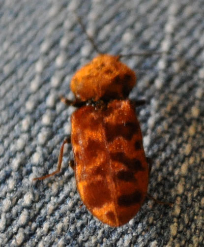 click_beetle_2_sherman