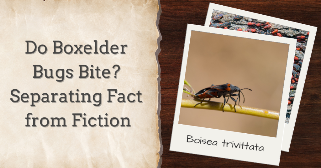 The Truth About Boxelder Bugs Do They Really Bite?