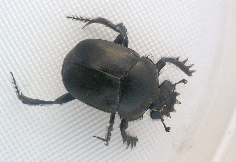 Types of Dung Beetles