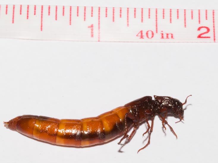 euthysanius_lautus_female