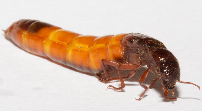 euthysanius_lautus_female_2