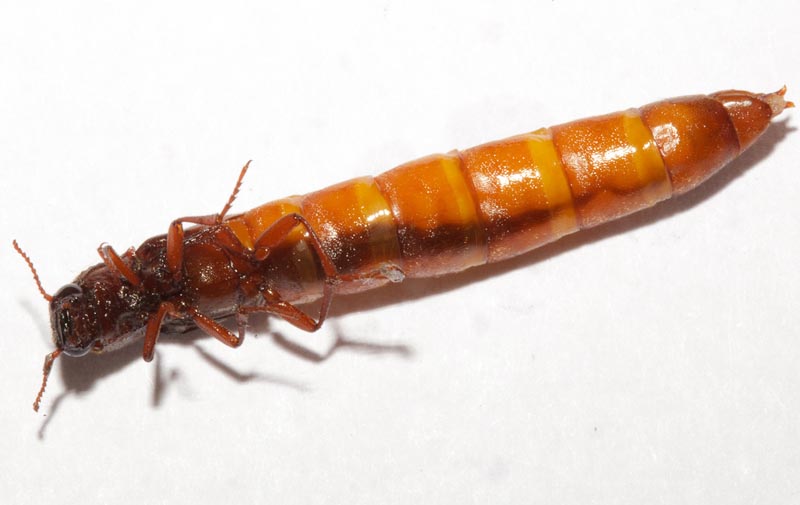 euthysanius_lautus_female_3