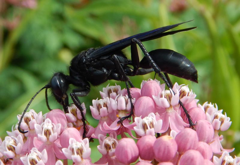 How To Get Rid Of Great Black Wasps? Simple Tips