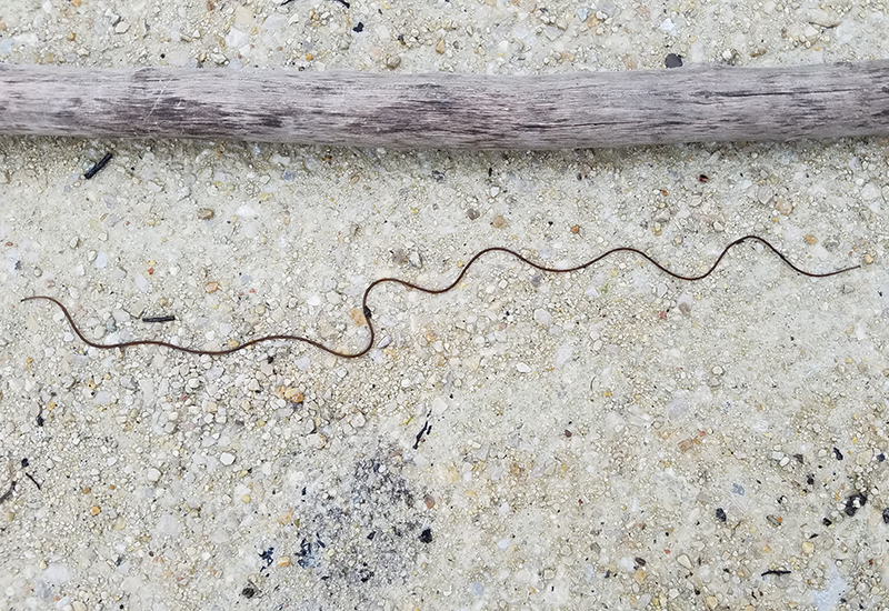What is their Lifecycle Like?