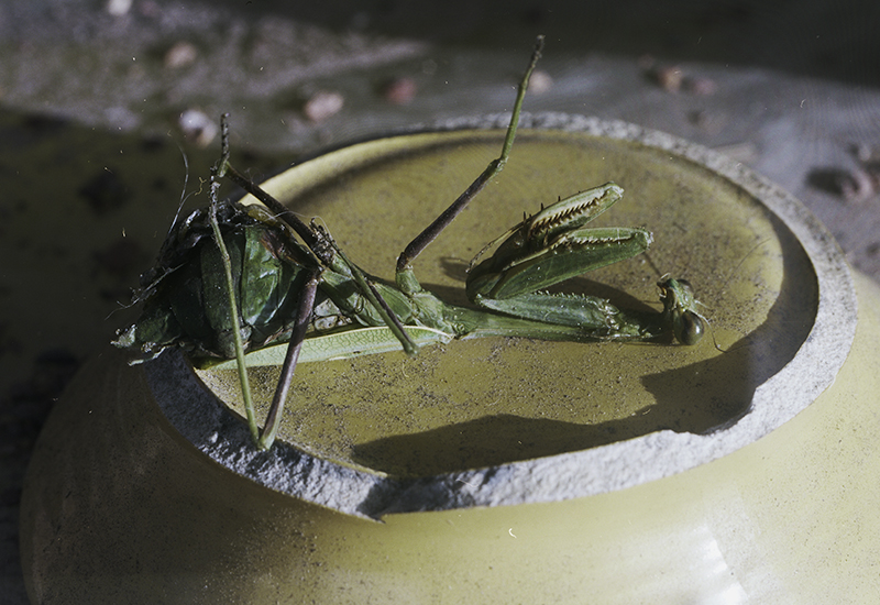 California Mantis: Understanding Its Behavior and Habitat
