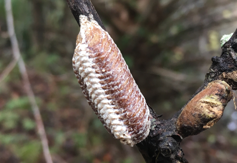 Carolina Mantis Life Cycle