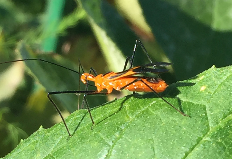 Milkweed Assassin Bug