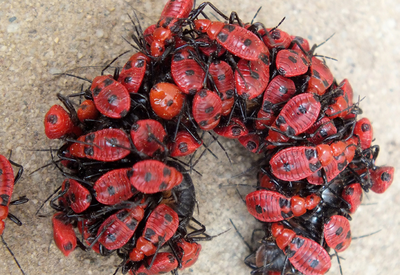 What Is the Lifecycle of Assassin Bugs?