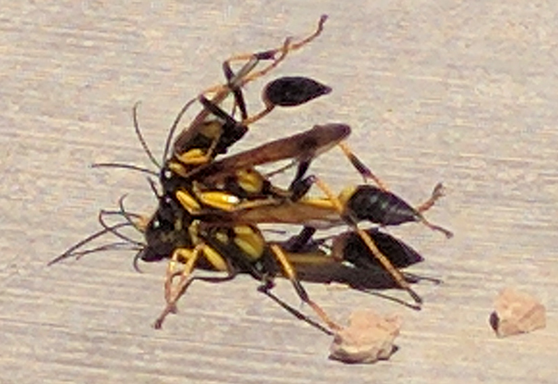 The Black and Yellow Mud Dauber: Nature’s Crafty Architect