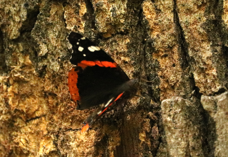 How Do Butterflies Protect Themselves From Predators? Visual and Chemical Defense