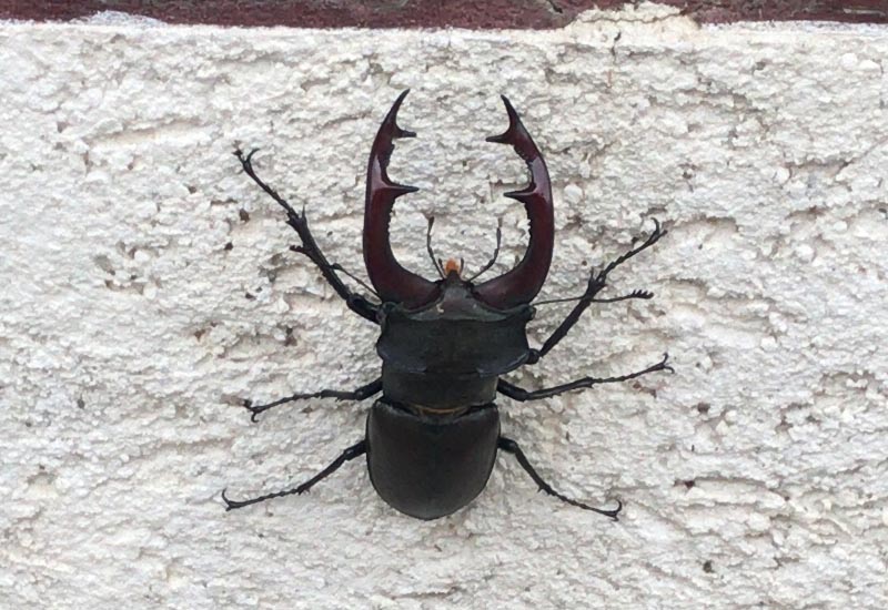 What Are Stag Beetles?