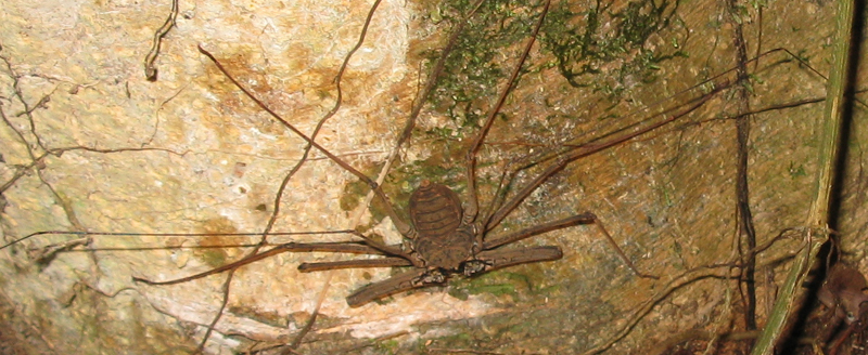 whipscorpion_ecuador Tailless Whipscorpion