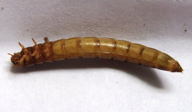 wireworm_trina_2