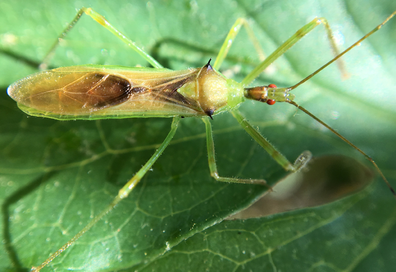 Pale Green Assassin Bug