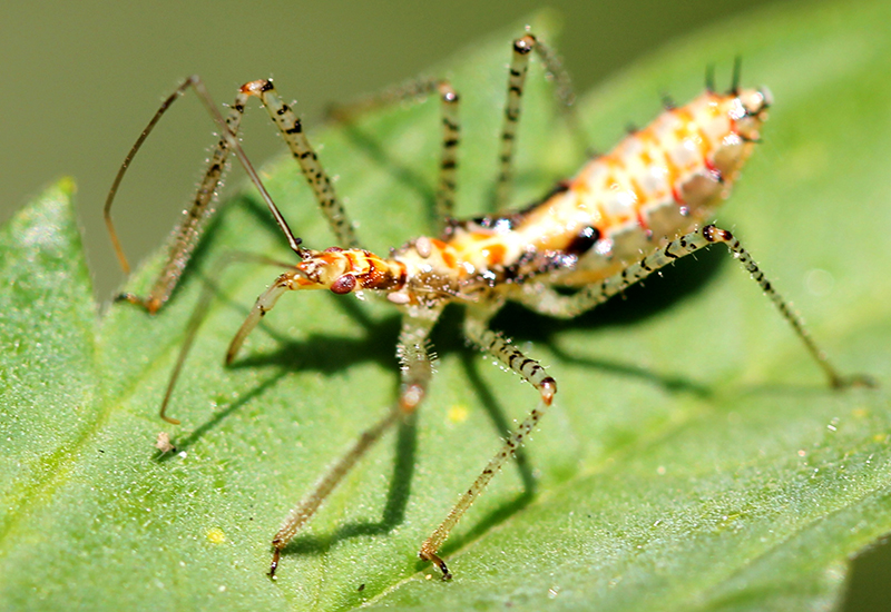 Assassin Bugs Exposed: What You Should Know to Stay Safe