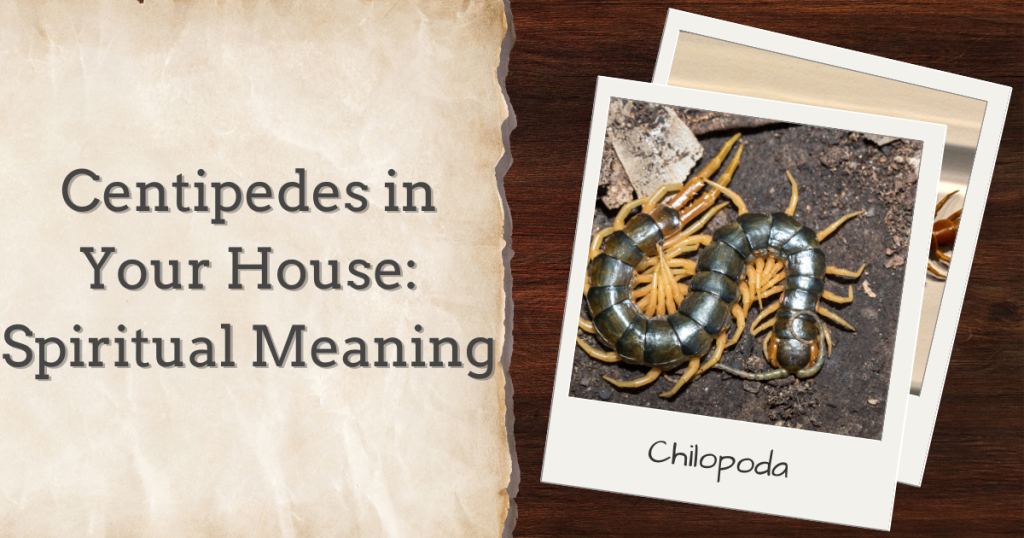 centipedes in your house the spiritual meaning