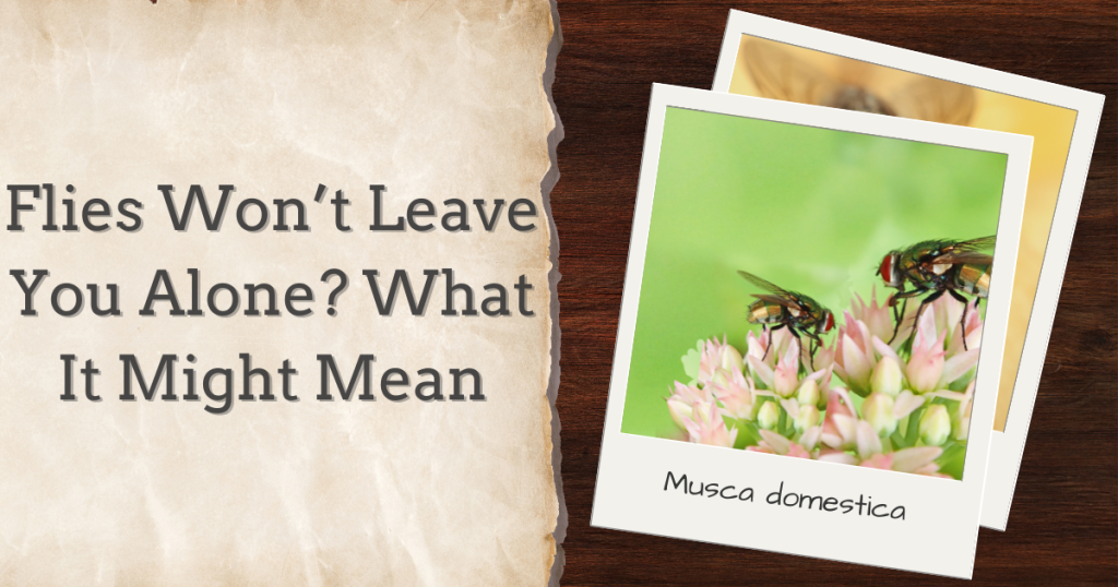flies won't leave you alone? what it might mean