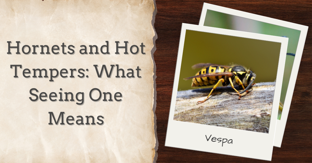 hornets and hot tempers what seeing one means