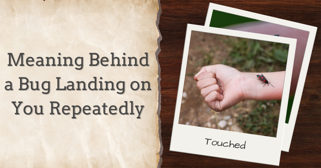 meaning behind a bug landing on you repeatedly