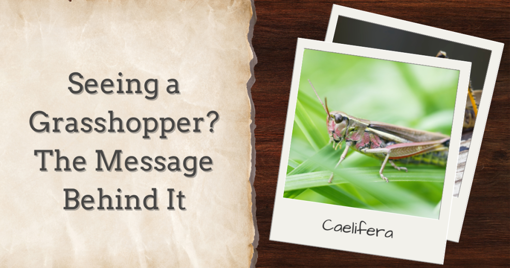 seeing a grasshopper? the message behind it