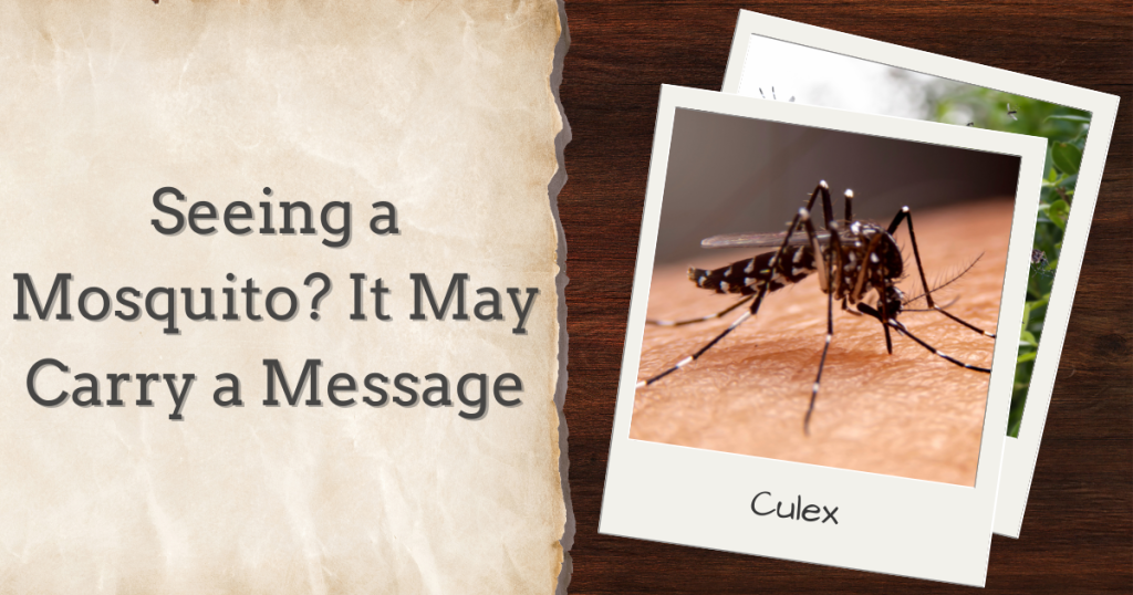 seeing a mosquito? It may carry a message