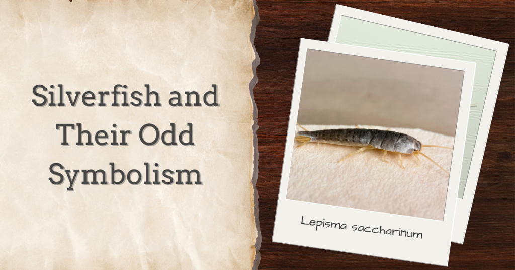 silverfish and their odd symbolism