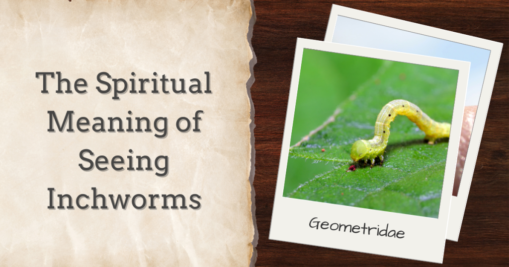 The Spiritual Meaning Of Seeing Inchworms - What's That Bug?
