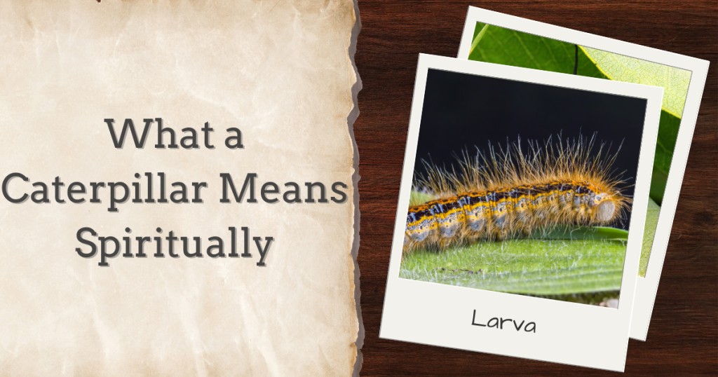 what a caterpillar means spiritually