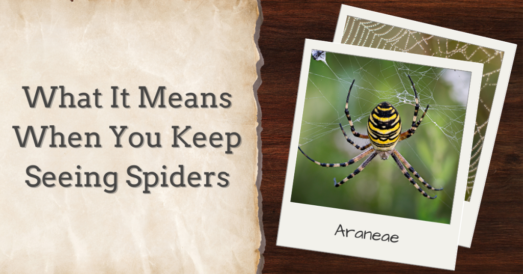what it means when you keep seeing spiders