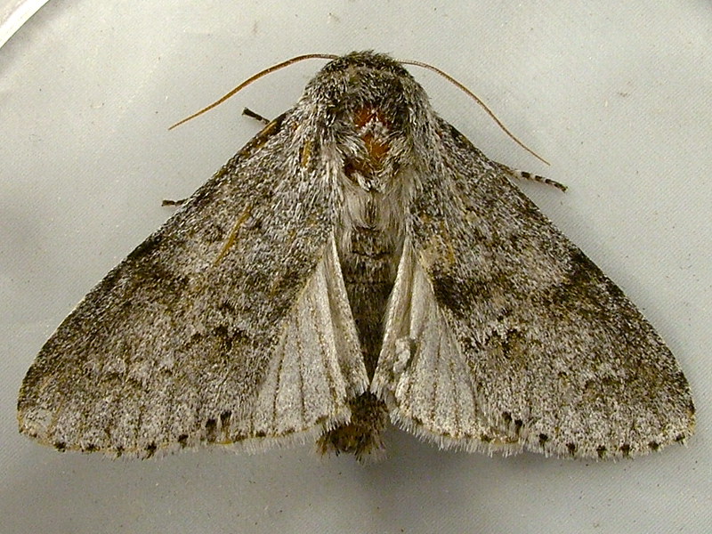 Fingered-Dagger-Moth