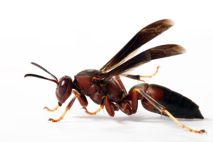 Common Types of Wasp Pests
