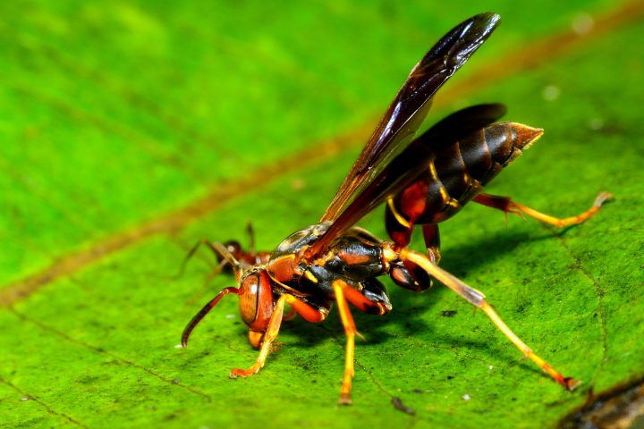 Common Types of Wasp Pests