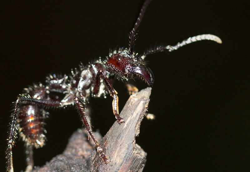 Bullet Ant