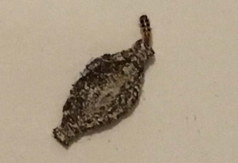 case_bearing_moth_larva_hawaii_shannon