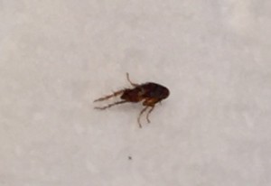 How To Get Rid of Fleas In Your House