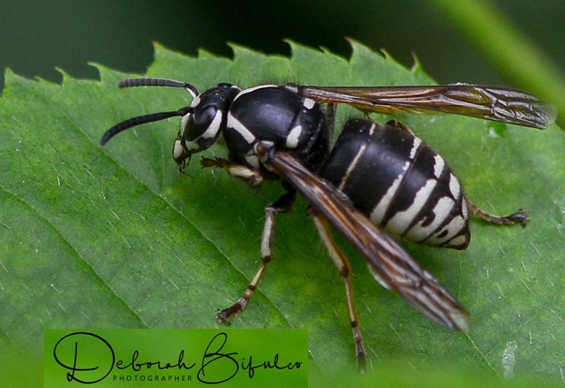 Common Types of Wasp Pests