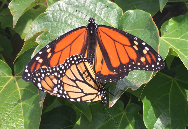 Do you want to know the secret to transform your backyard into a haven for birds and butterflies?
