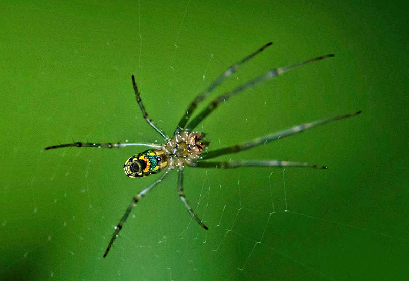 Are You Having issues with Spiders?