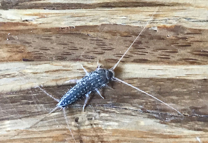 Managing Silverfish Infestations
