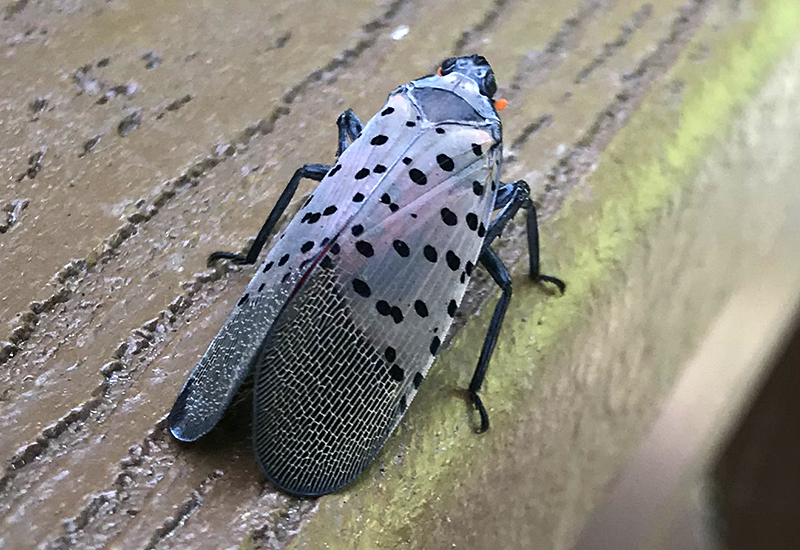 How To Get Rid Of Spotted Lanternflies