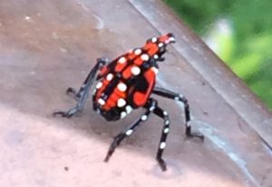 Common Types of Spotted Lanternflies