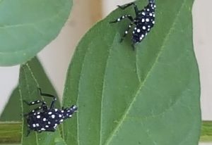 Common Types of Spotted Lanternflies