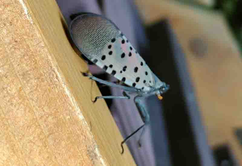 Common Types of Spotted Lanternflies
