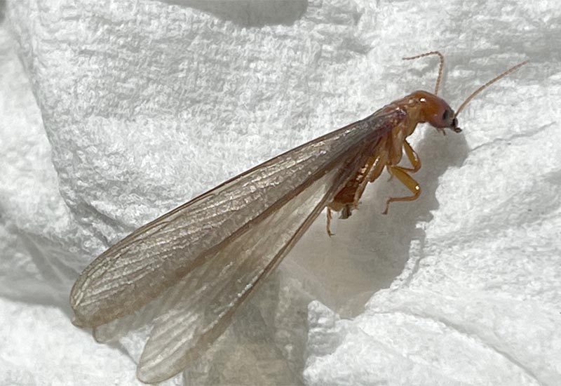 Eliminate Termites – Effective Treatments