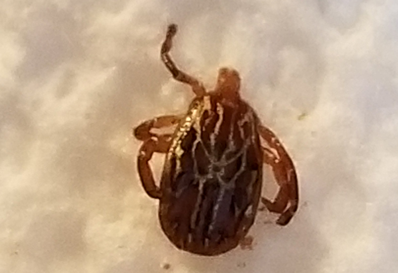 Protect Your Family From Ticks: Tick Treatments